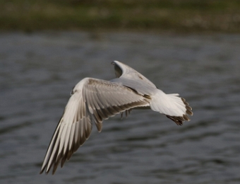 mouette rieuse en vol 3